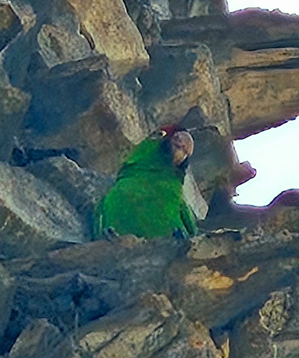 Red-masked Parakeet - ML626341387
