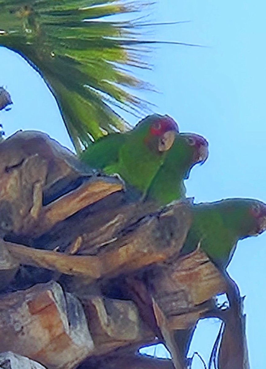 Red-masked Parakeet - ML626341393