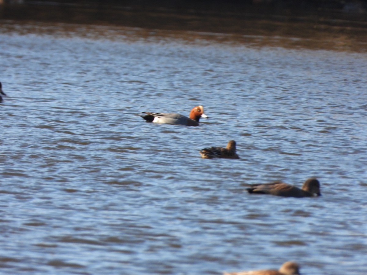 Eurasian Wigeon - ML626341430