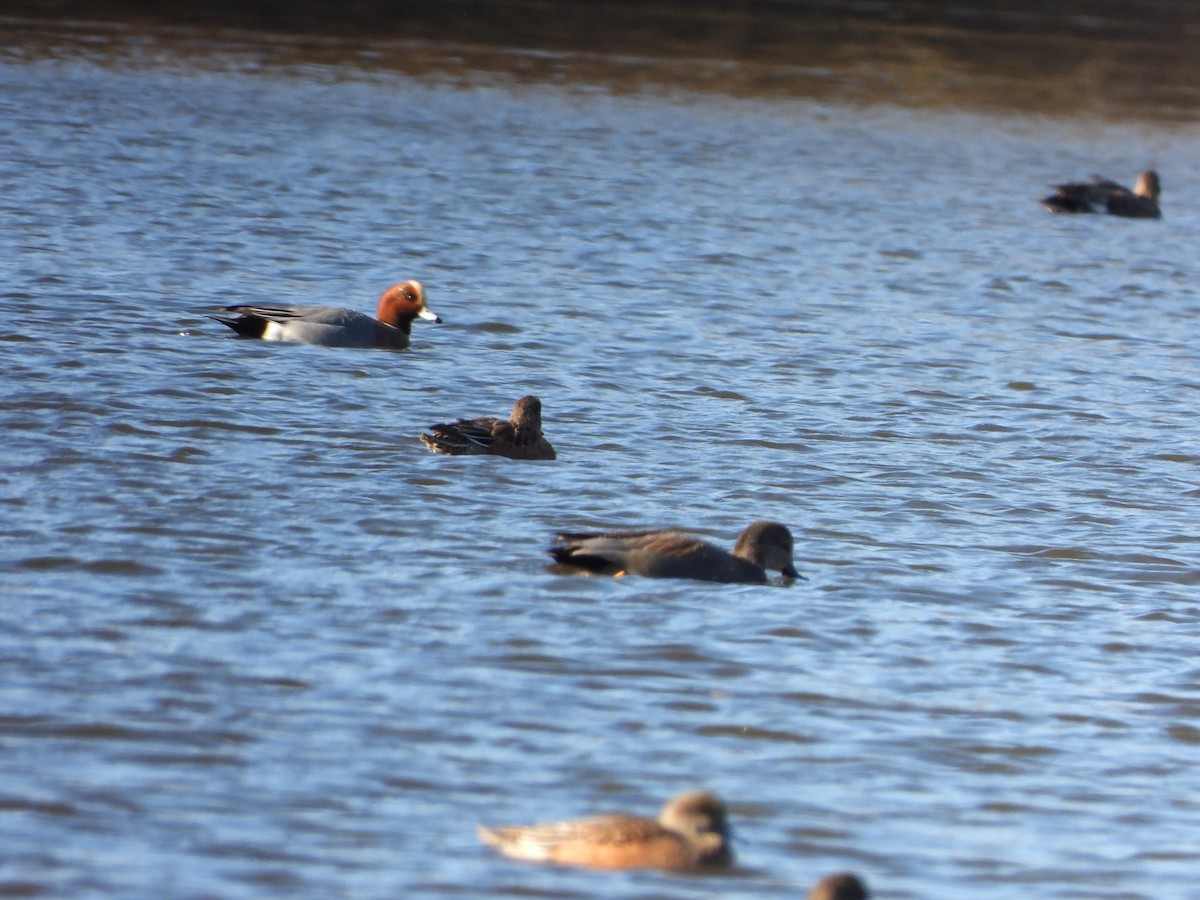 Eurasian Wigeon - ML626341431