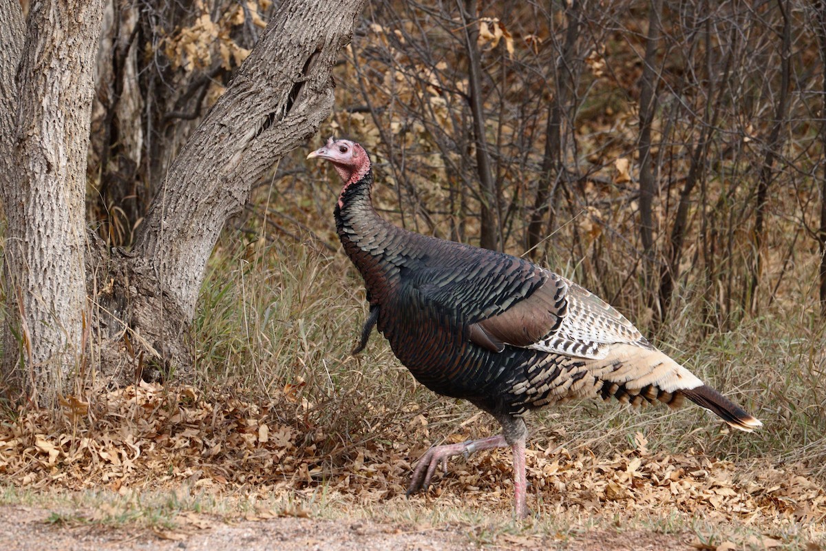Wild Turkey - ML626341469