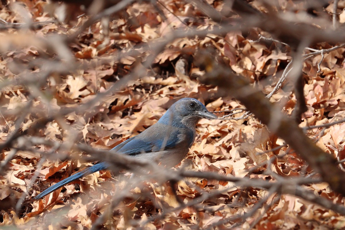 Woodhouse's Scrub-Jay - ML626341478