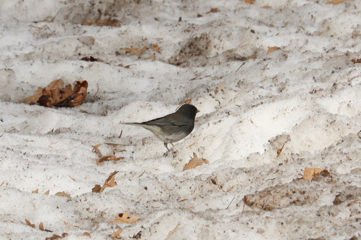 Dark-eyed Junco (Slate-colored/cismontanus) - ML626341485