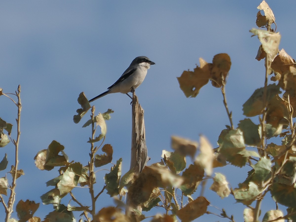 Loggerhead Shrike - ML626341533