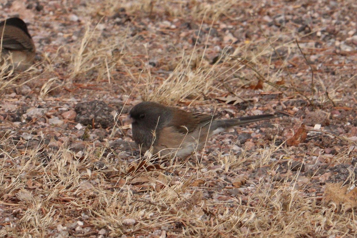 Dark-eyed Junco (Oregon) - ML626341552
