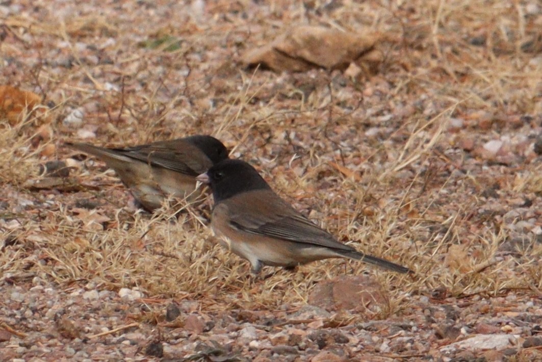 Dark-eyed Junco (Oregon) - ML626341553