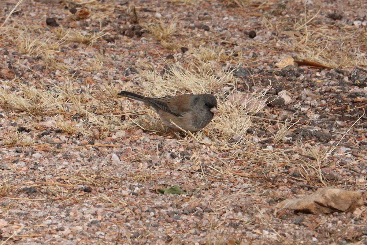 Dark-eyed Junco (Oregon) - ML626341554