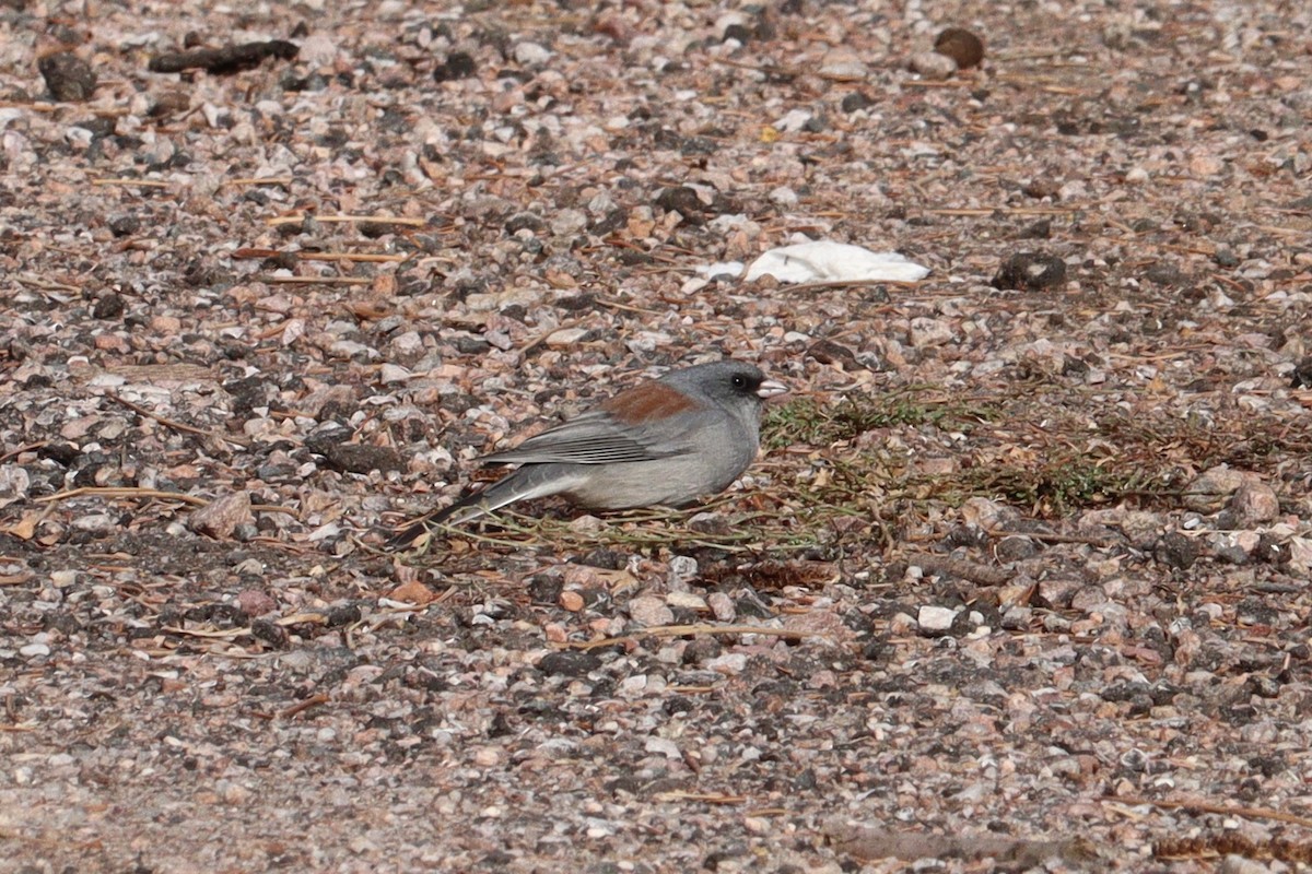 Dark-eyed Junco (Gray-headed) - ML626341561