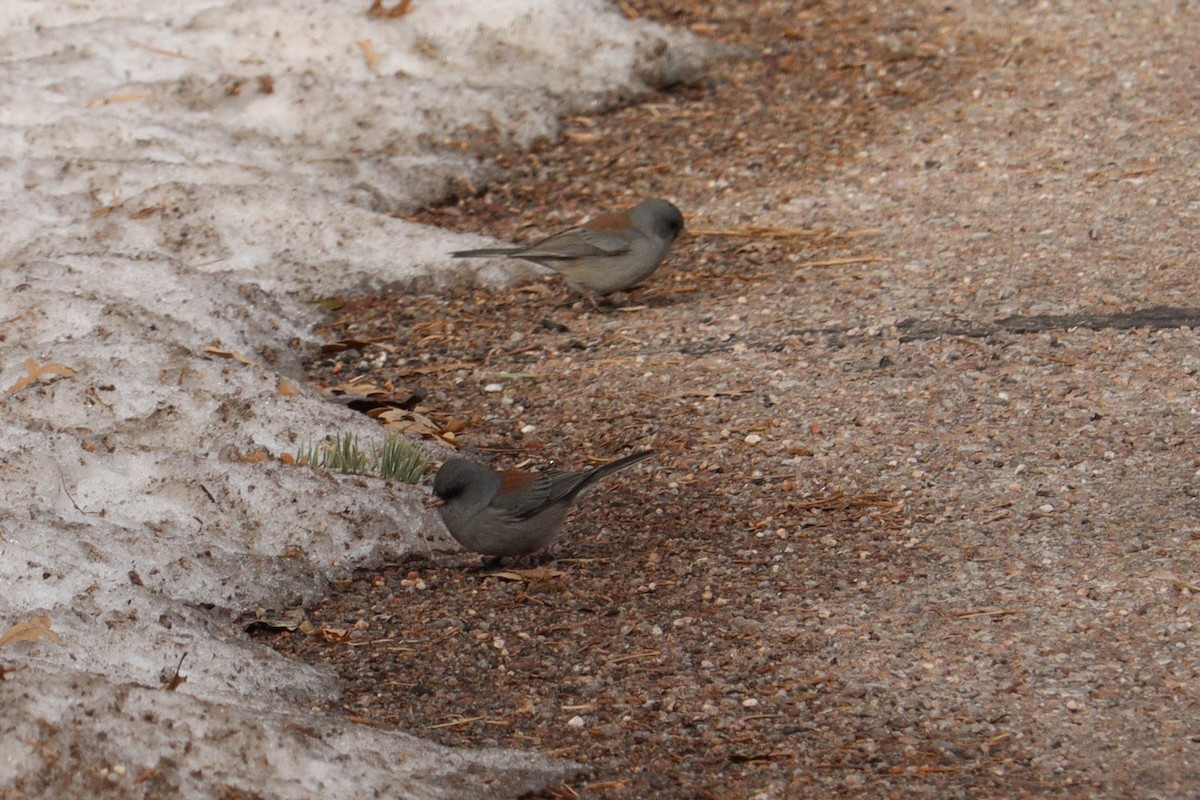 Dark-eyed Junco (Gray-headed) - ML626341562