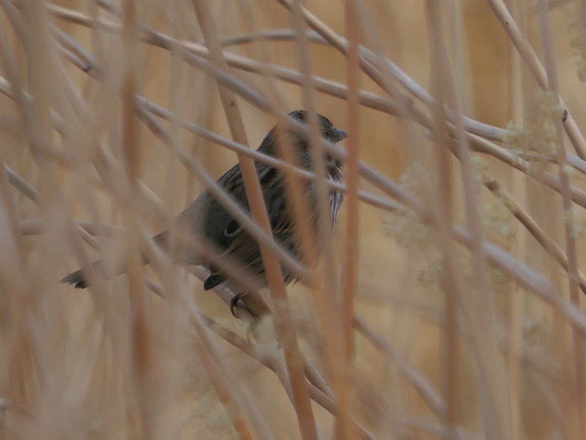 Song Sparrow - ML626341564