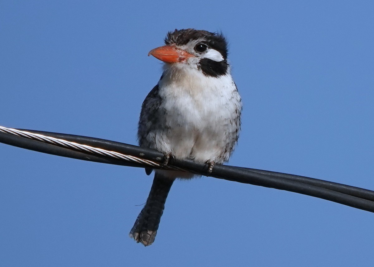 White-eared Puffbird - ML626341696