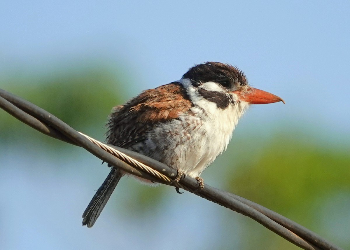 White-eared Puffbird - ML626341697