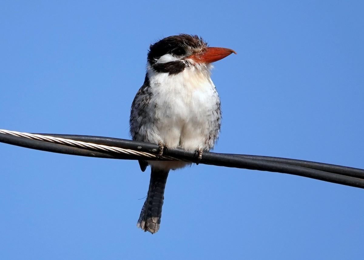 White-eared Puffbird - ML626341698