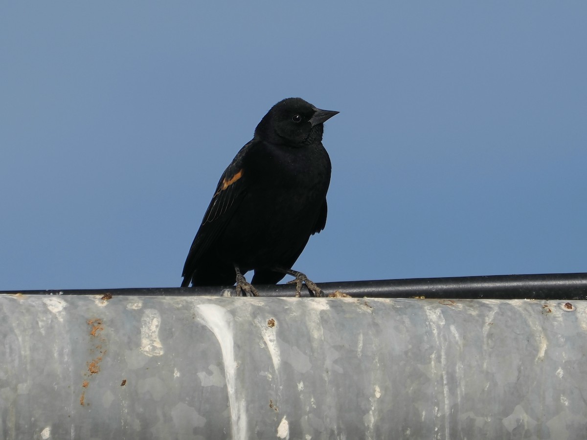 Red-winged Blackbird - ML626341700