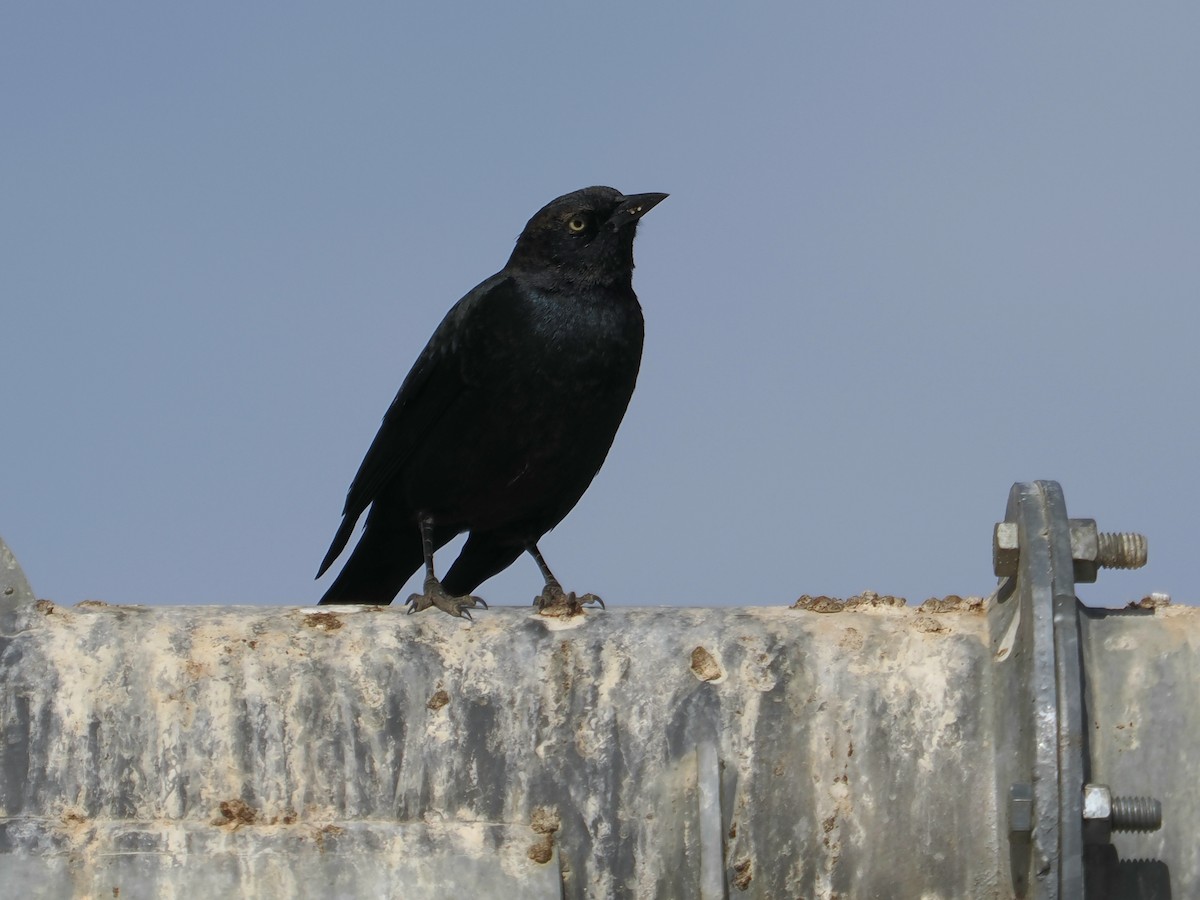 Brewer's Blackbird - ML626341744