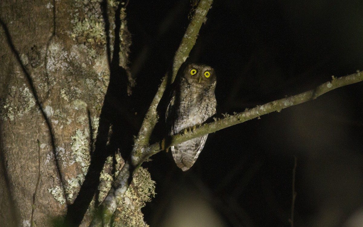 Montane Forest Screech-Owl - ML626341810