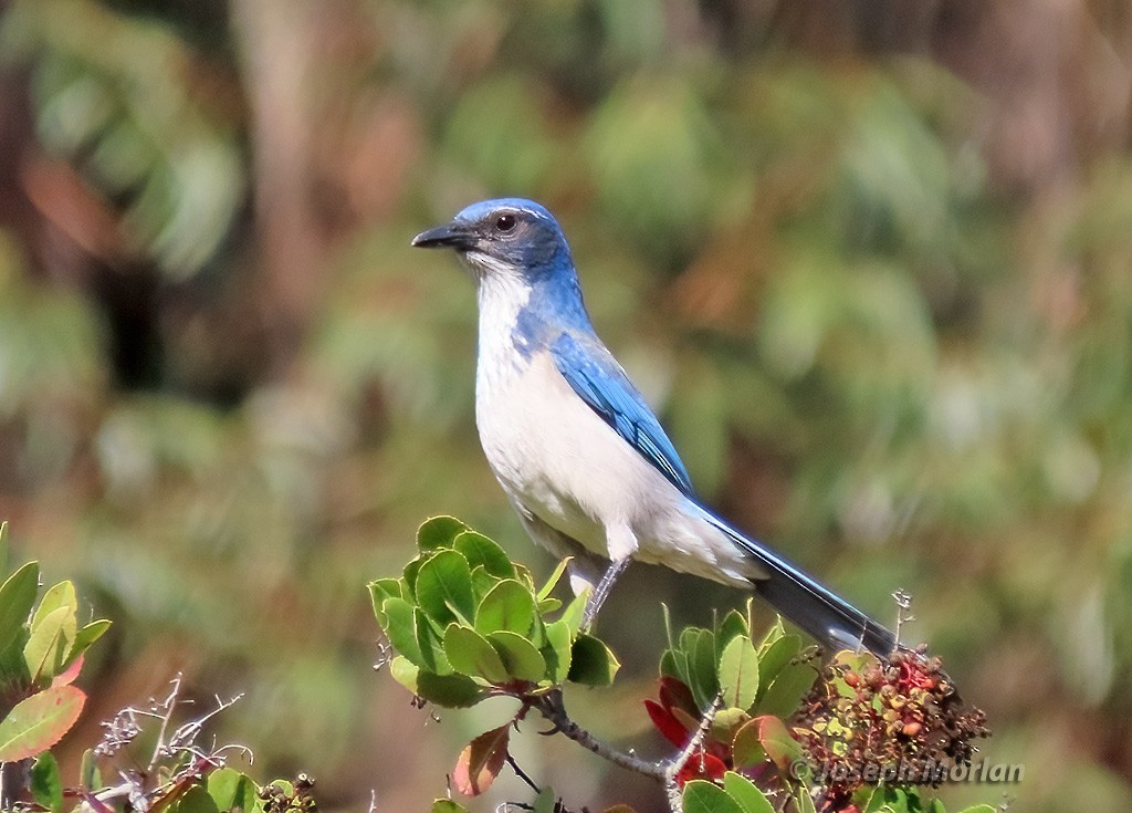 California Scrub-Jay - ML626341975
