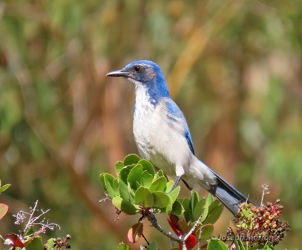 California Scrub-Jay - ML626341976