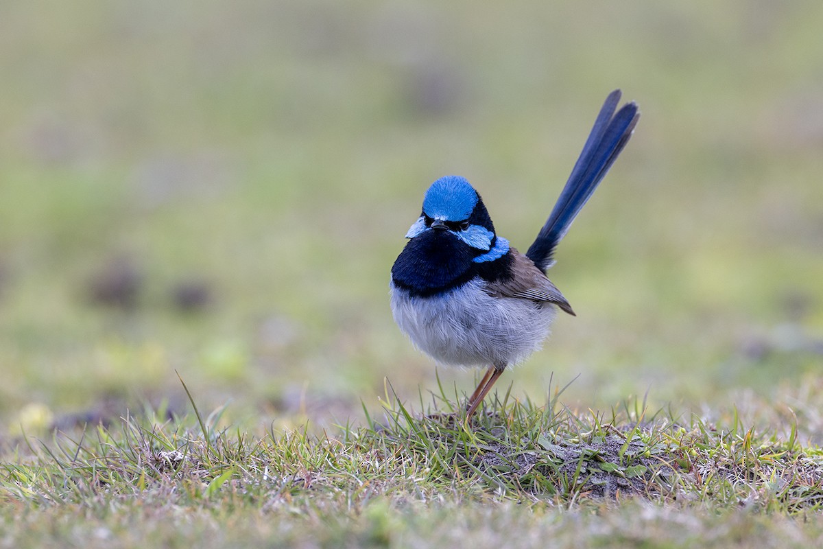 Superb Fairywren - ML626341994