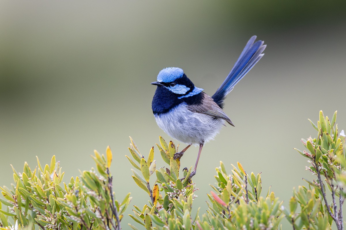 Superb Fairywren - ML626341995