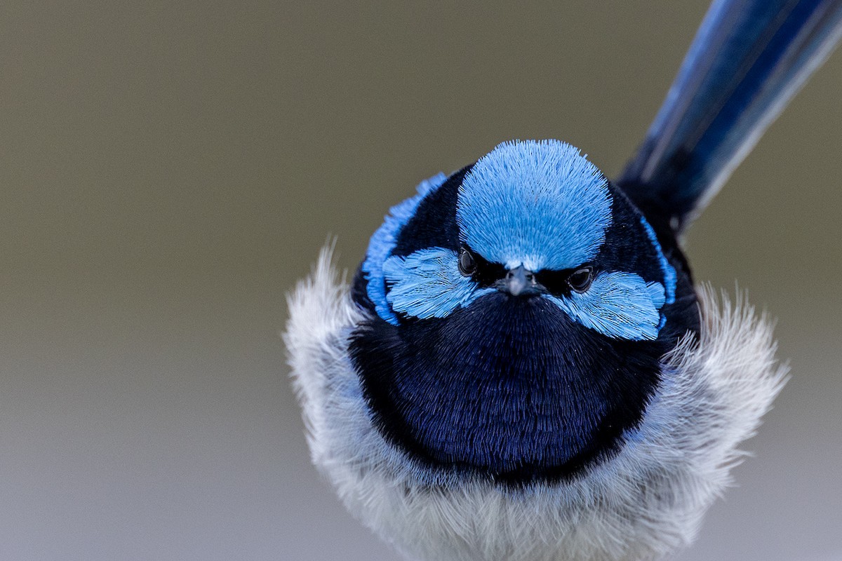 Superb Fairywren - ML626341996