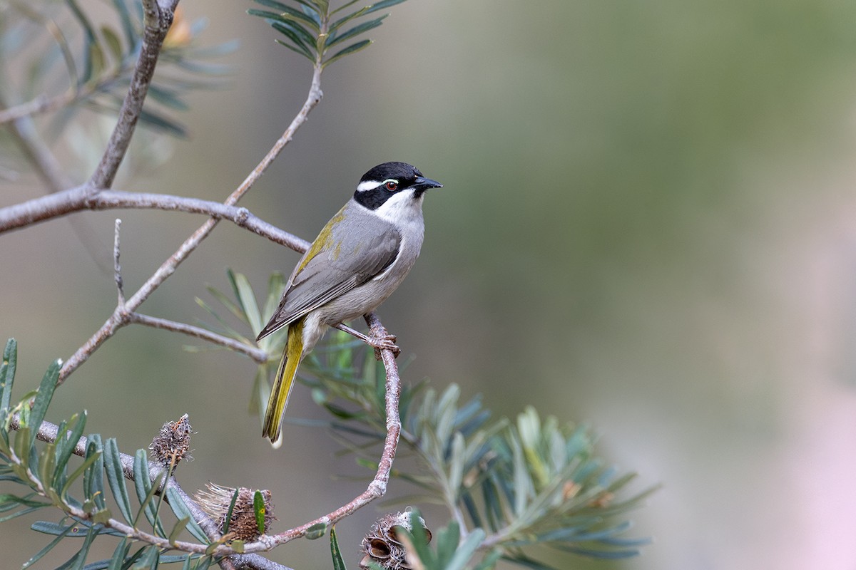 Strong-billed Honeyeater - ML626342015