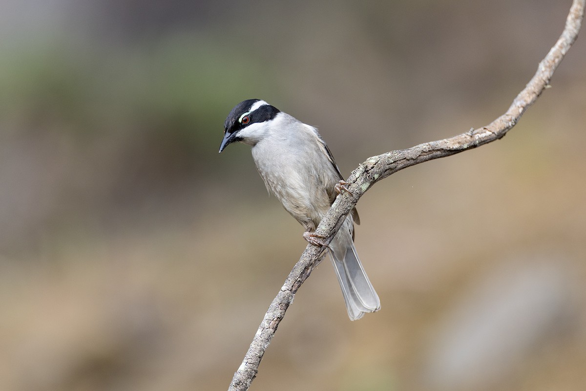 Strong-billed Honeyeater - ML626342016