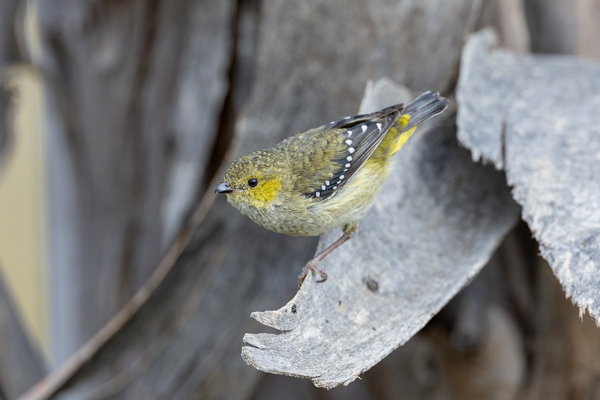 Forty-spotted Pardalote - ML626342081