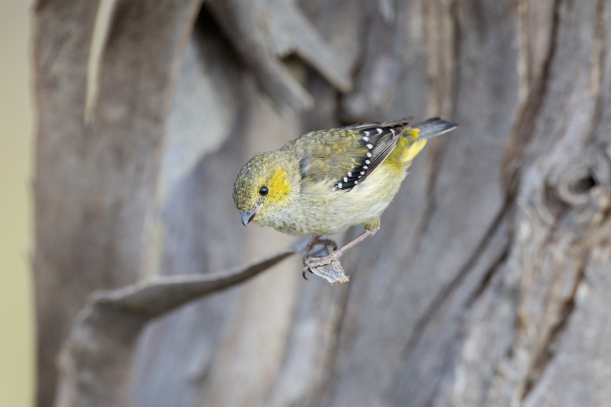 Forty-spotted Pardalote - ML626342082