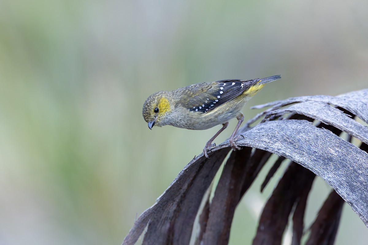 Forty-spotted Pardalote - ML626342083