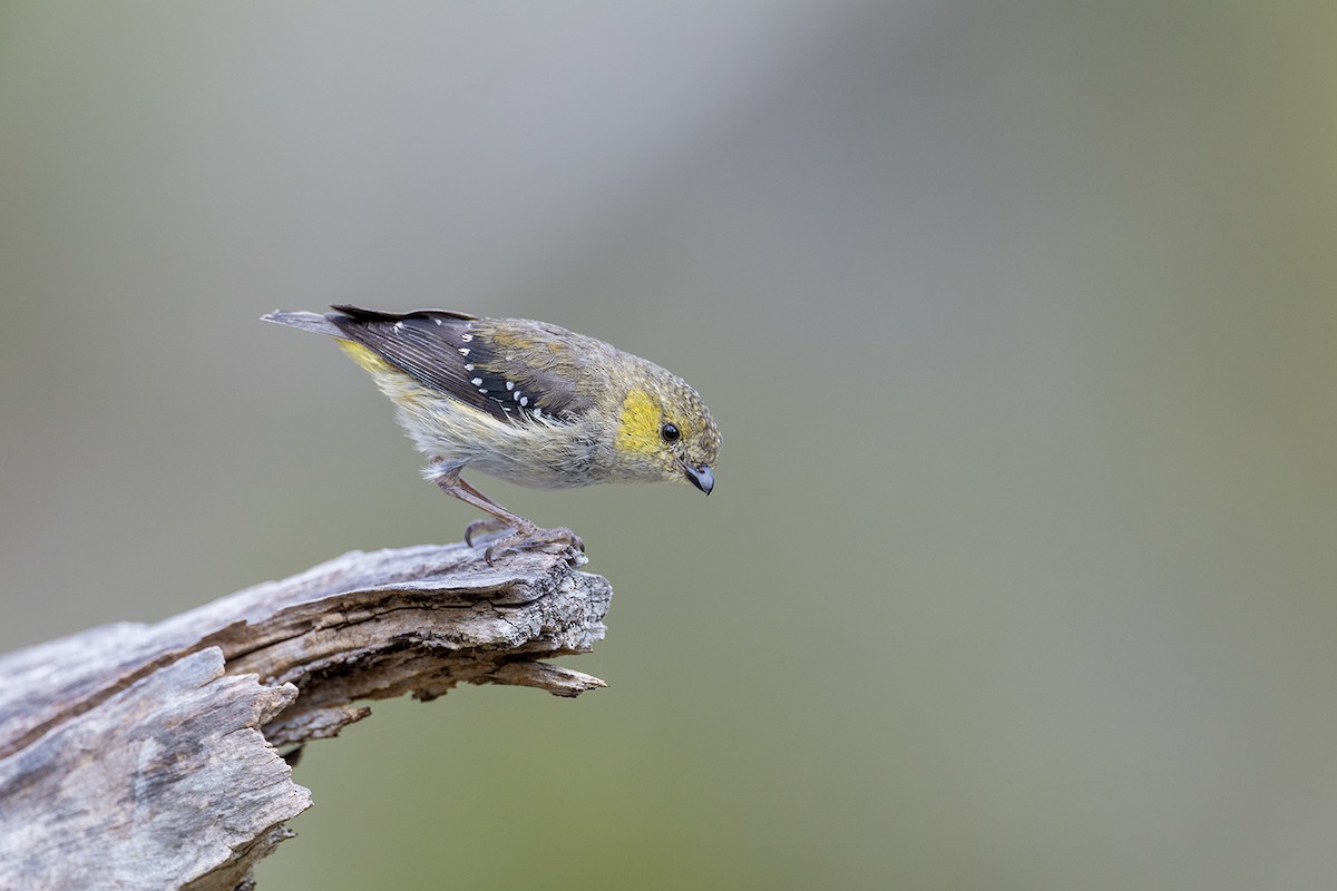 Forty-spotted Pardalote - ML626342085