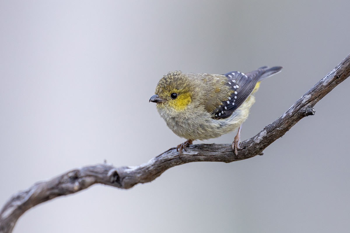 Forty-spotted Pardalote - ML626342086