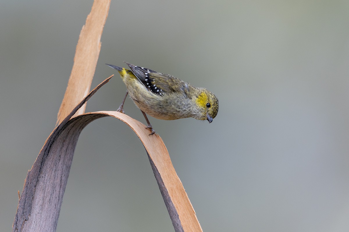 Forty-spotted Pardalote - ML626342087