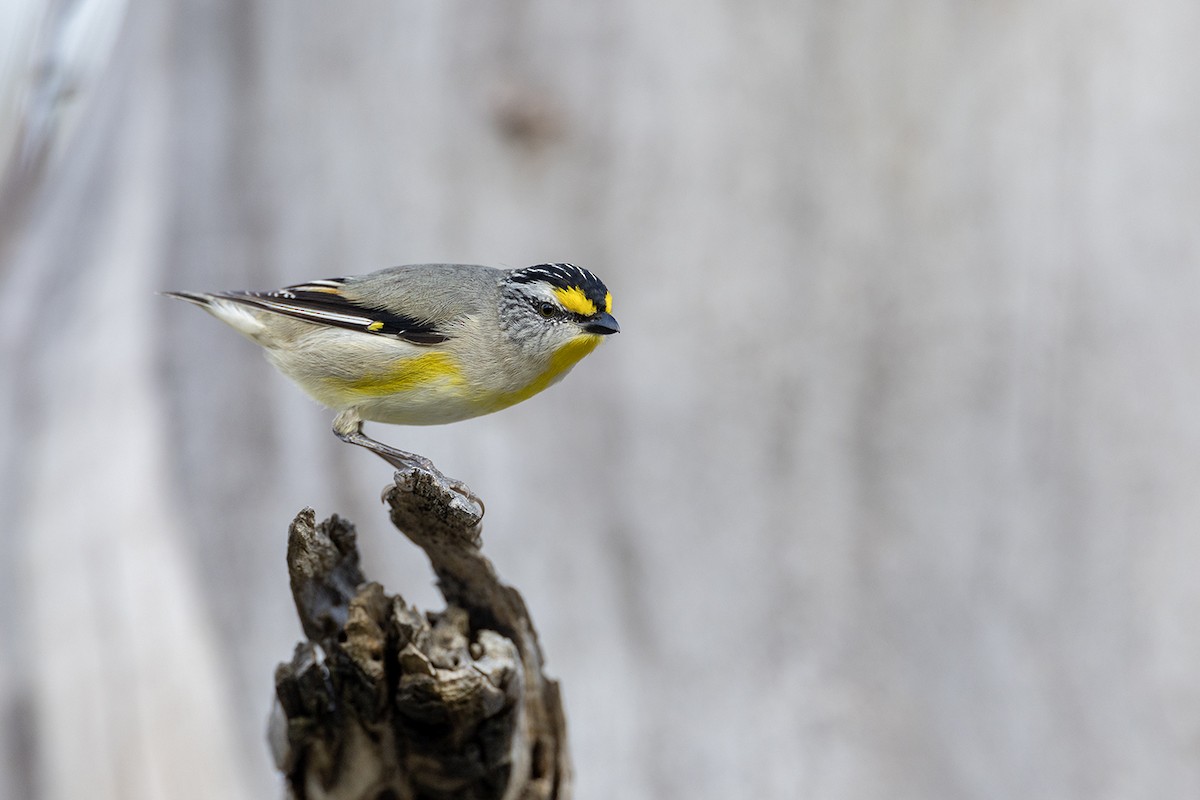 Striated Pardalote (Yellow-tipped) - ML626342095