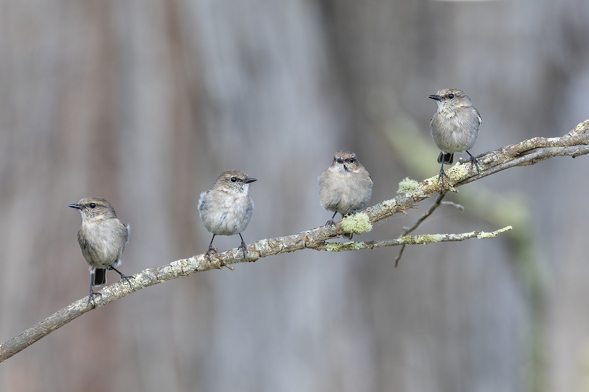 Dusky Robin - ML626342126