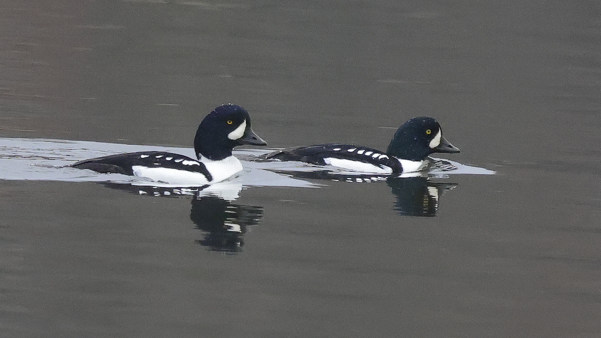 Barrow's Goldeneye - ML626342131