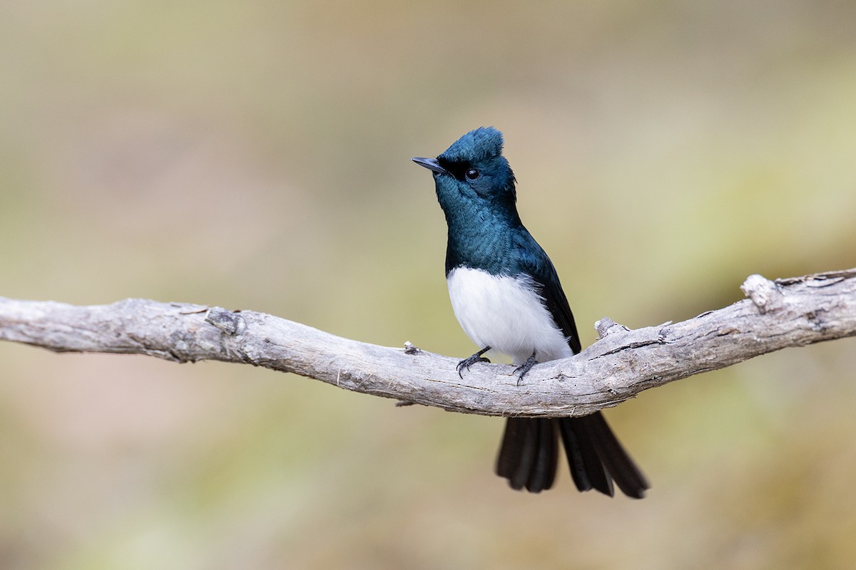 Satin Flycatcher - ML626342151