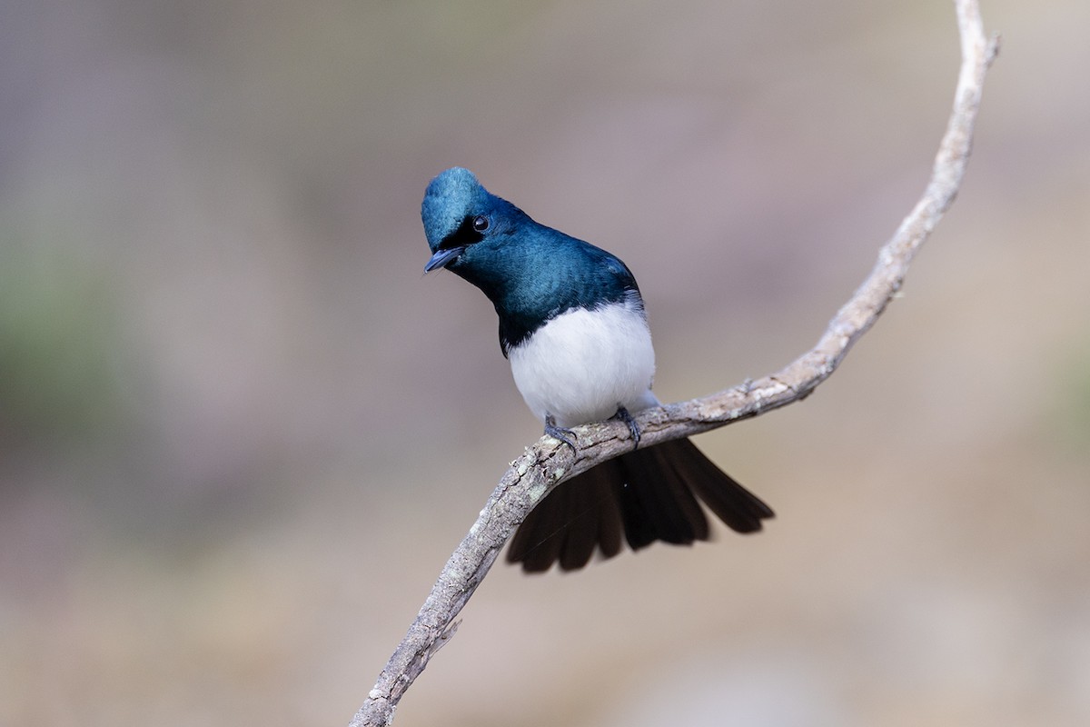 Satin Flycatcher - ML626342152