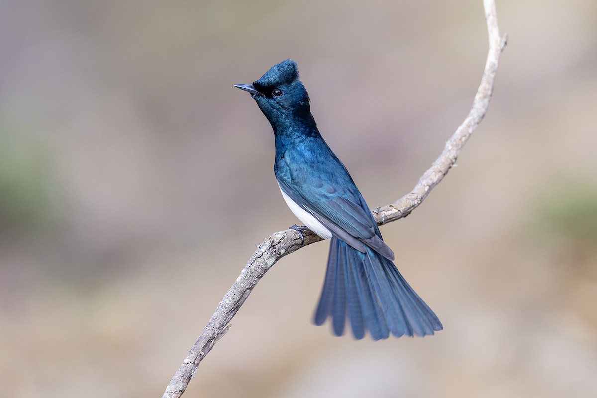 Satin Flycatcher - ML626342153