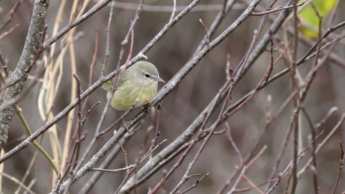 Orange-crowned Warbler - ML626342164