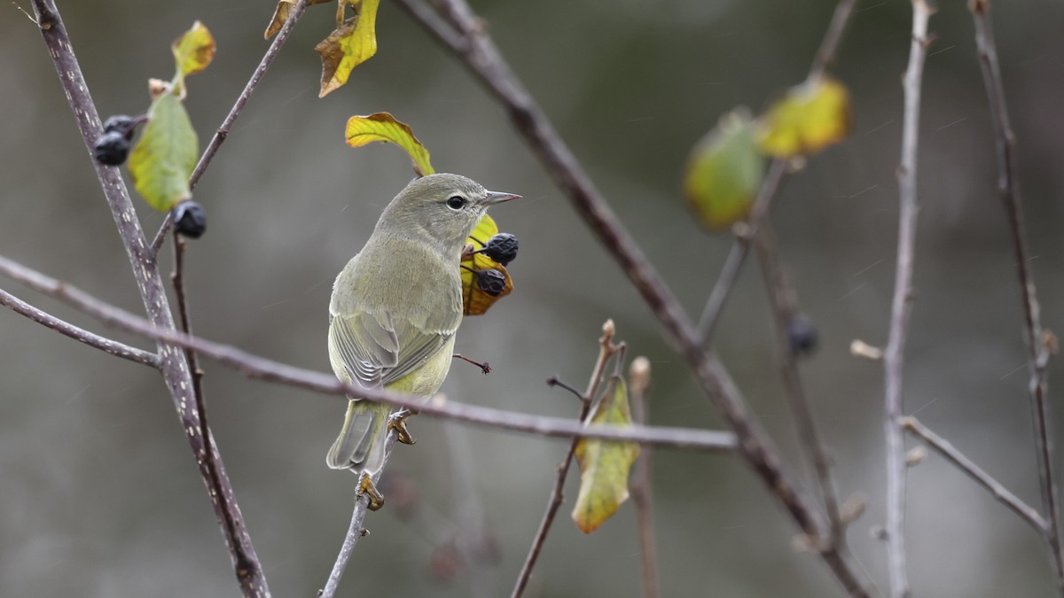 Orange-crowned Warbler - ML626342165