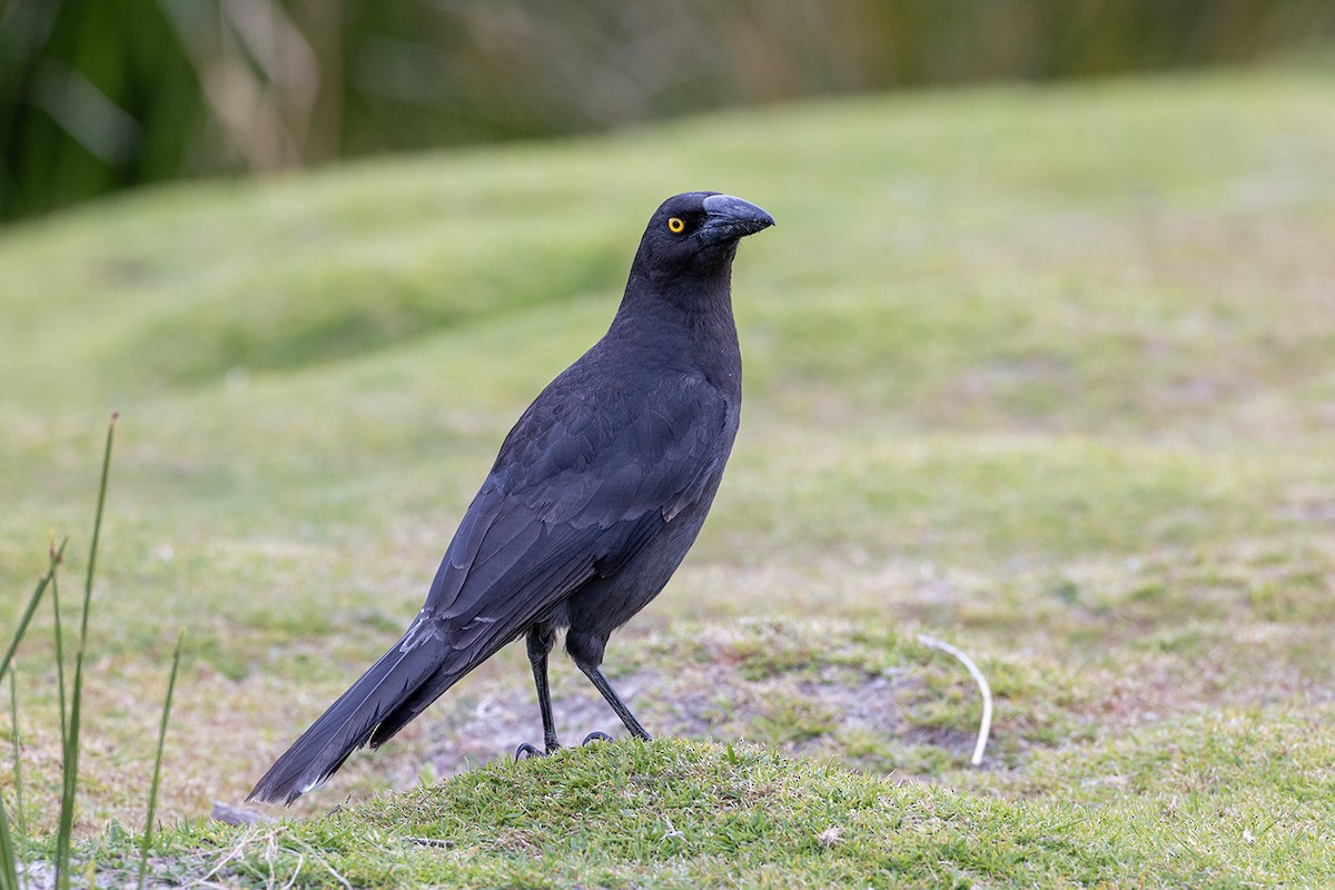 Black Currawong - ML626342167