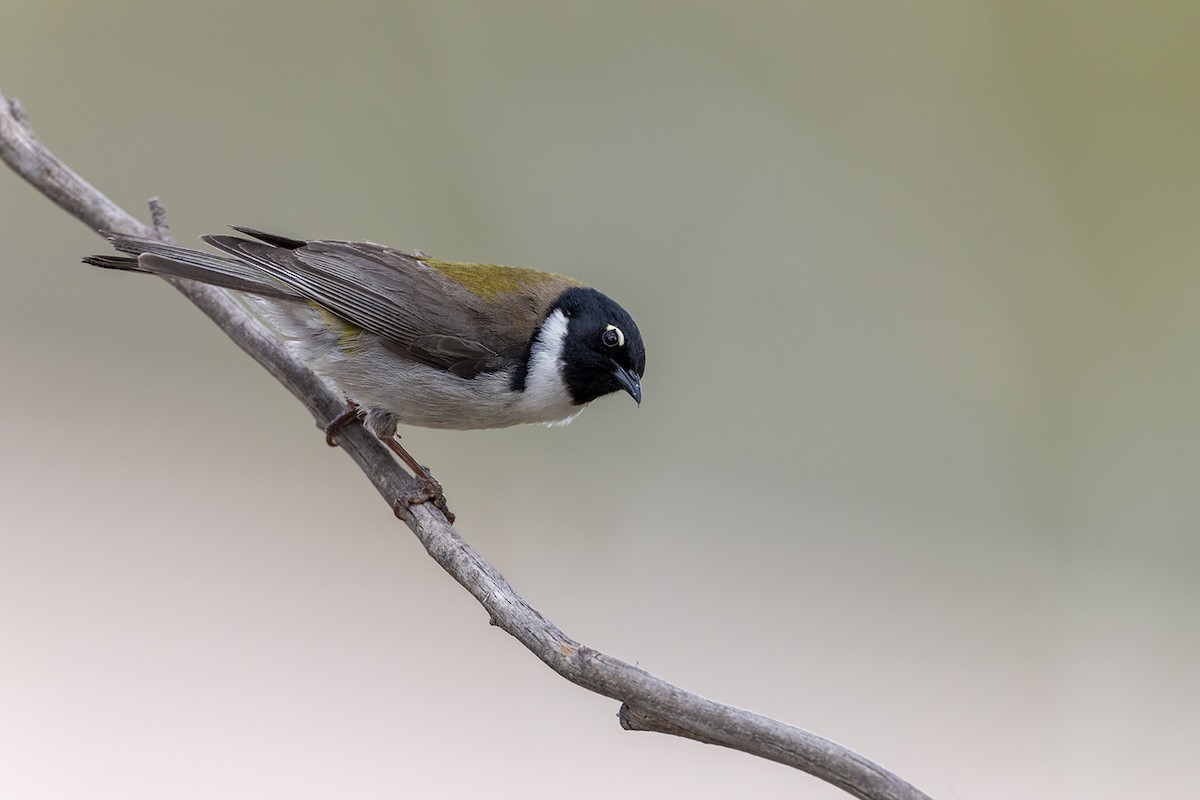 Black-headed Honeyeater - ML626342180