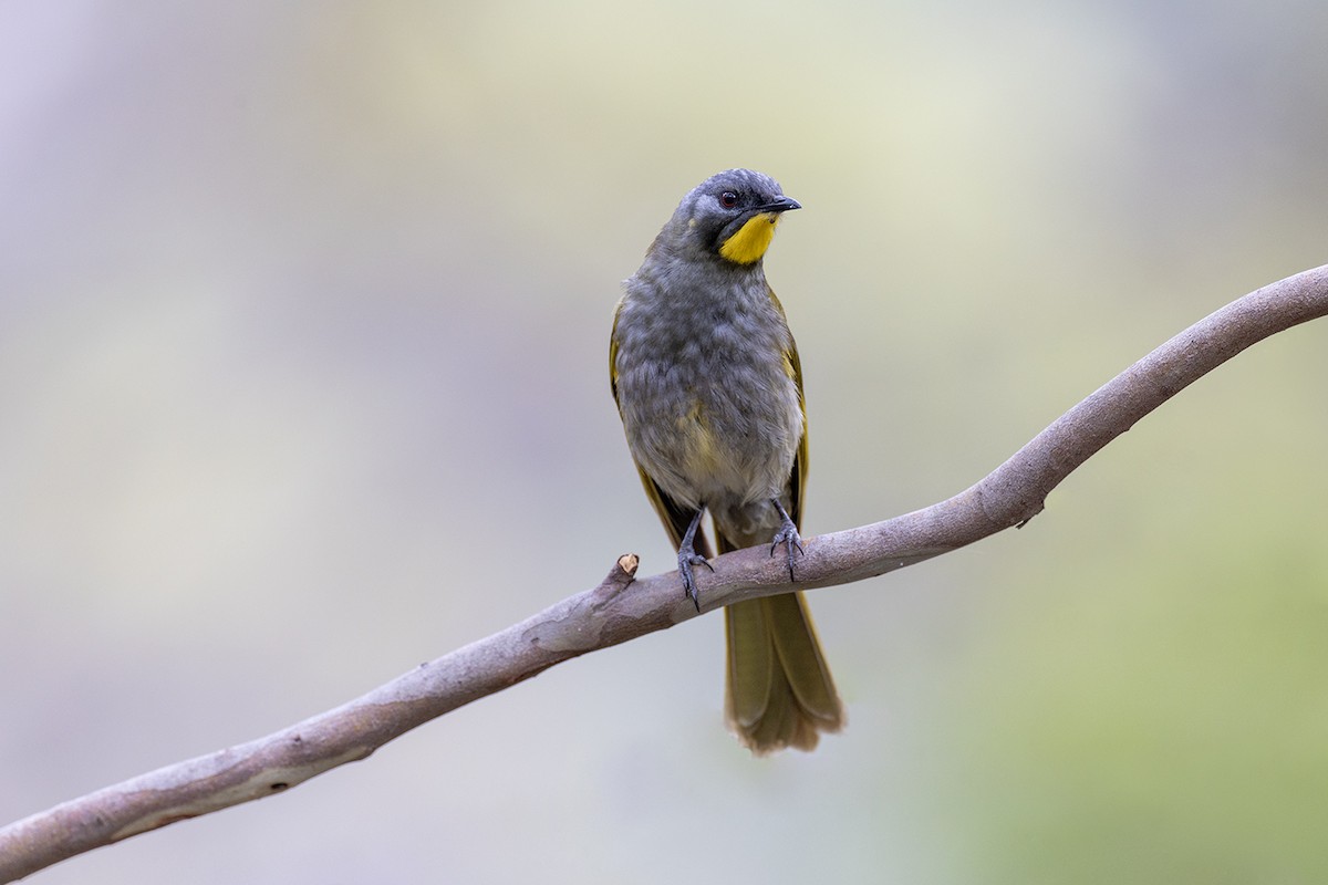 Yellow-throated Honeyeater - ML626342212