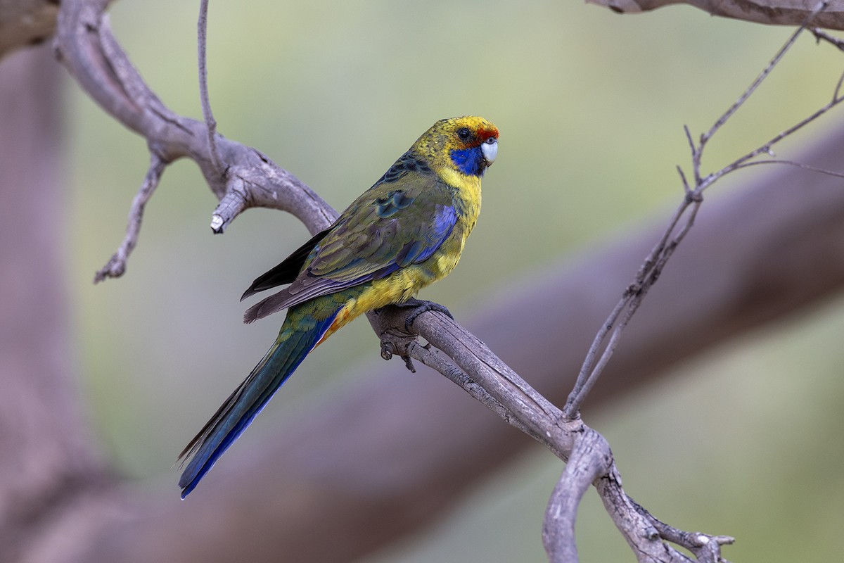 Green Rosella - ML626342248