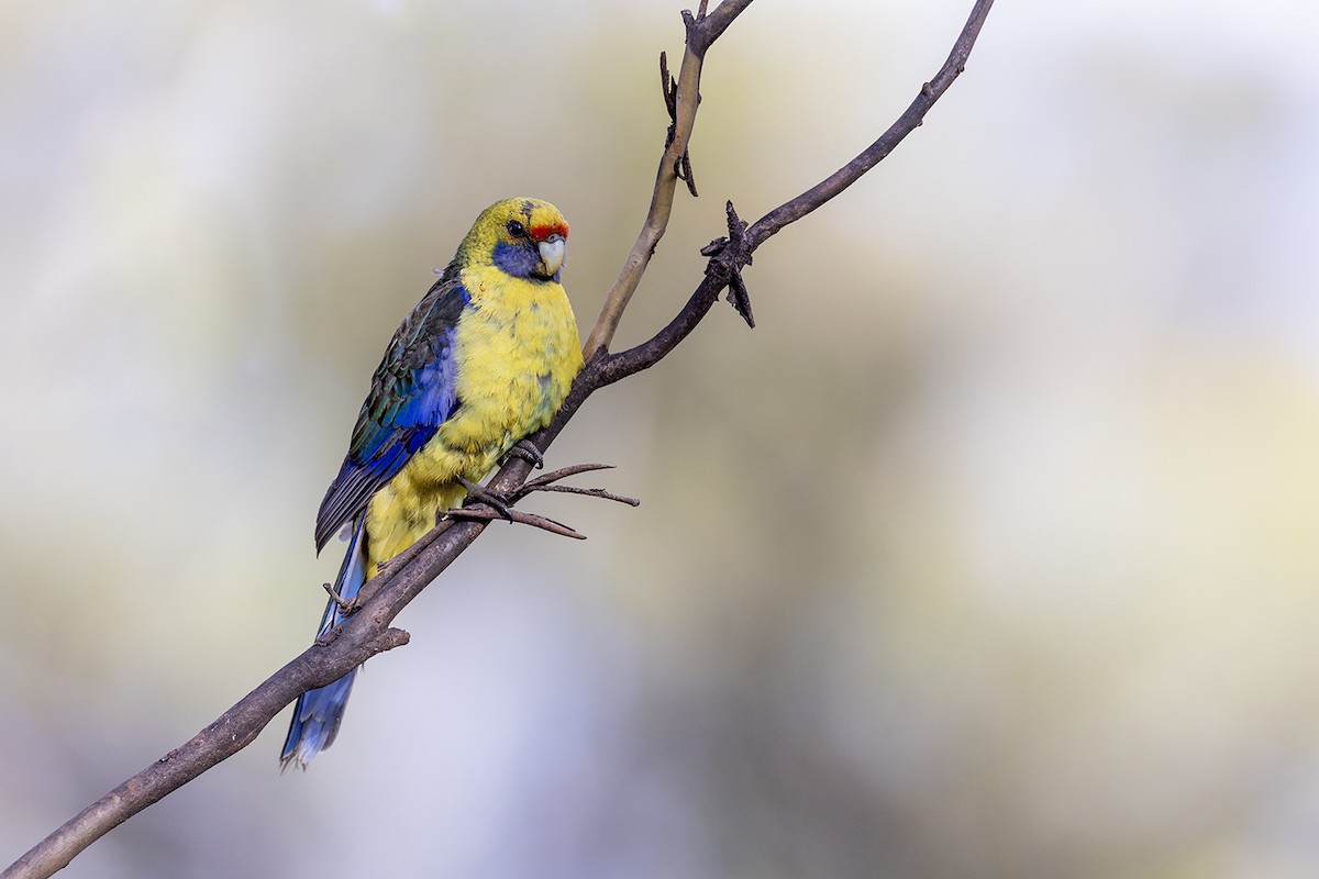 Green Rosella - ML626342249