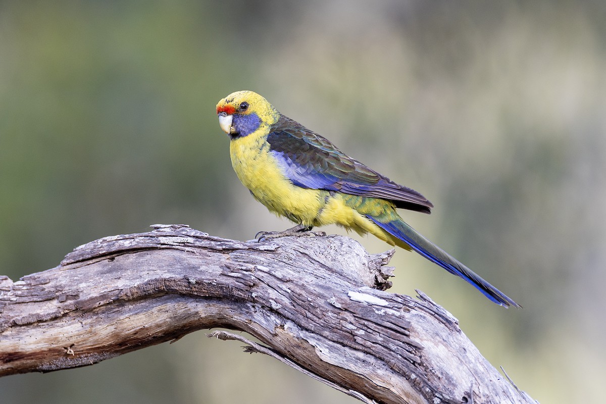 Green Rosella - ML626342250