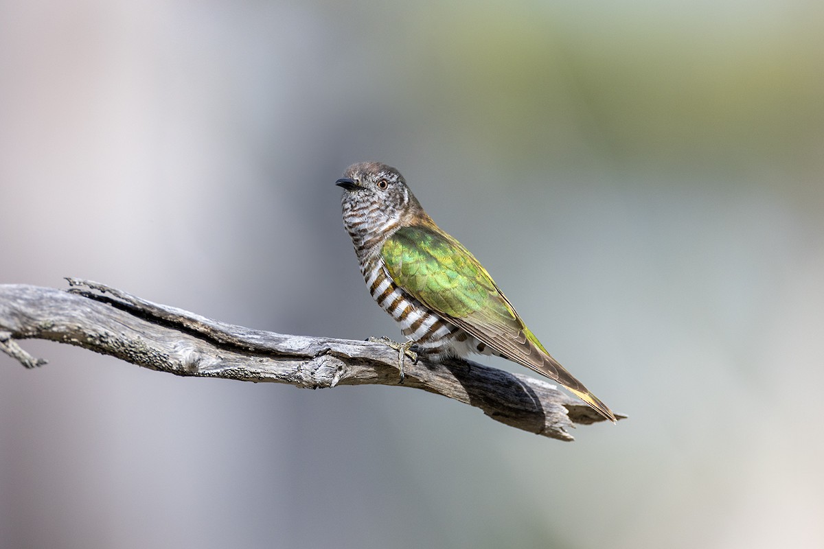 Shining Bronze-Cuckoo (Golden) - ML626342304