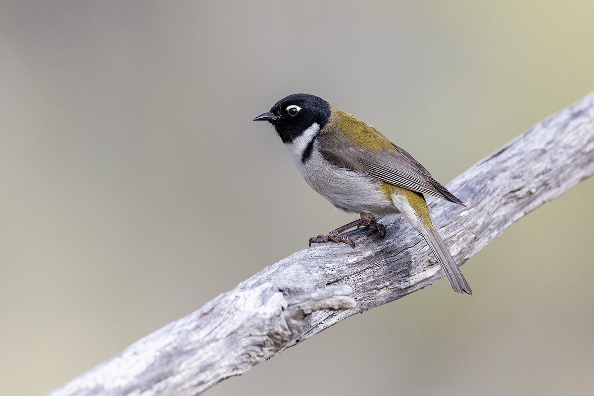 Black-headed Honeyeater - ML626342340