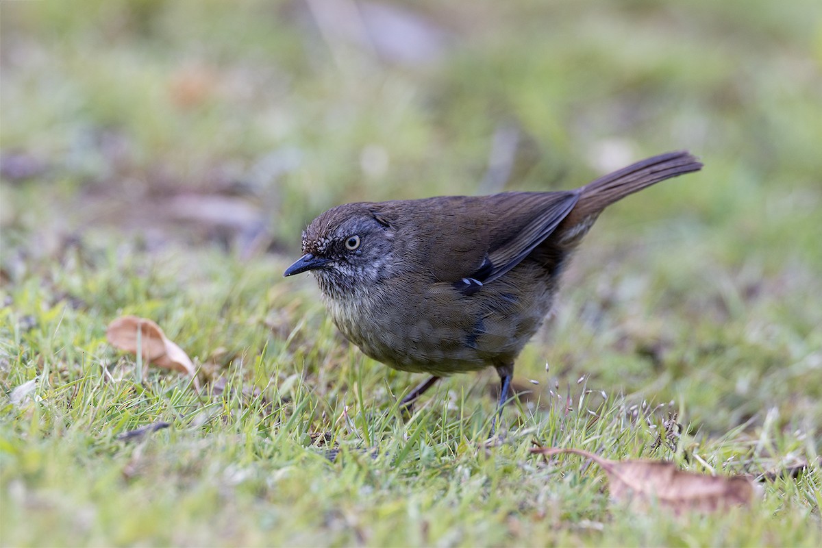 Tasmanian Scrubwren - ML626342355